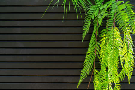 Decorative plant decoration in the interior. Abstract black background.の写真素材