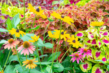 Pink and yellow decorative flowers. Natural plant flower background.の写真素材