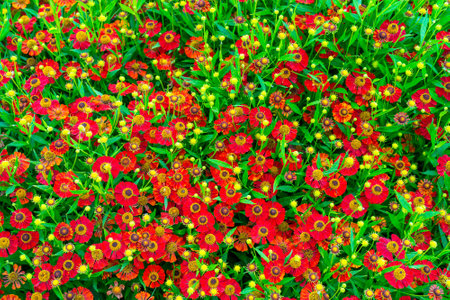 Red decorative flowers on green background. Natural plant flower background.の写真素材