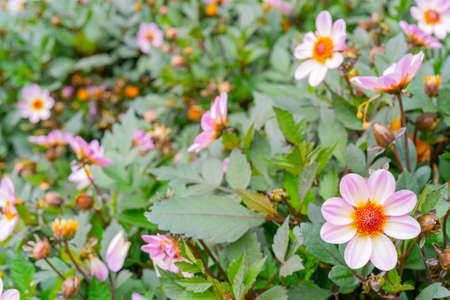 Pink decorative flowers. Natural plant flower background.の写真素材