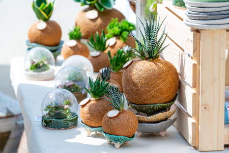 Sale of cacti. Beautiful cacti plants on the shop window.の写真素材