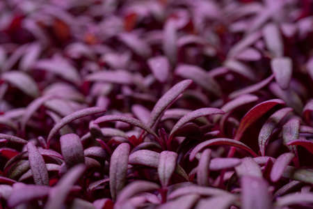 Green sprouts of agricultural plants. Growing edible plants.の写真素材
