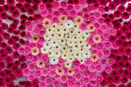 Beautiful background of asters. Floral festive natural background.