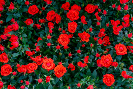 Beautiful red roses. Floral festive natural background.の写真素材