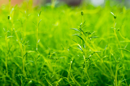 Green sprouts of agricultural plants. Growing edible plants.の写真素材