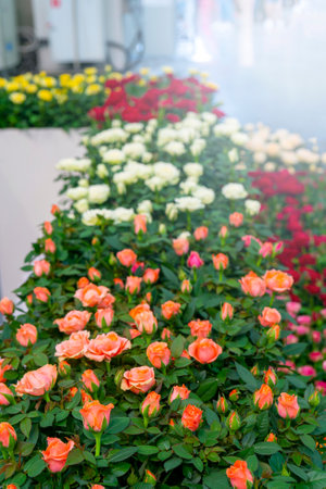 Beautiful orange roses. Floral festive natural background.の写真素材