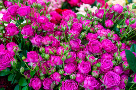 Beautiful pink roses. Floral festive natural background.の写真素材