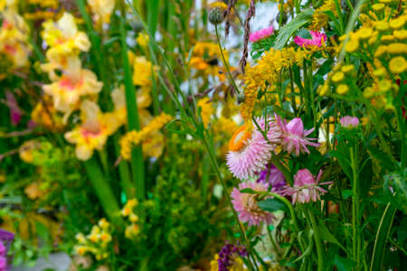 Beautiful decorative plants and flowers. Natural background.の写真素材