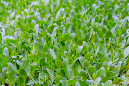 Green sprouts of agricultural plants. Growing edible plants.の写真素材
