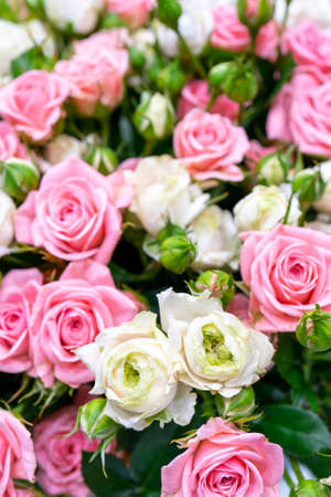 Beautiful pink and white roses. Floral festive natural background.の写真素材