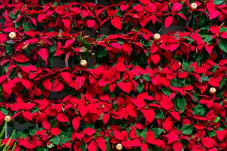 Beautiful decorative red leaves of plants. Natural background.の写真素材
