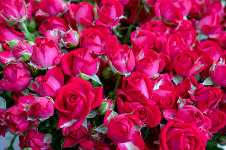 Beautiful red roses. Floral festive natural background.の写真素材