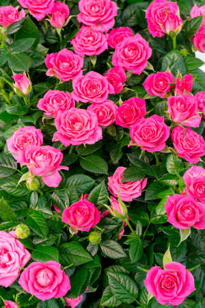 Beautiful pink roses. Floral festive natural background.の写真素材