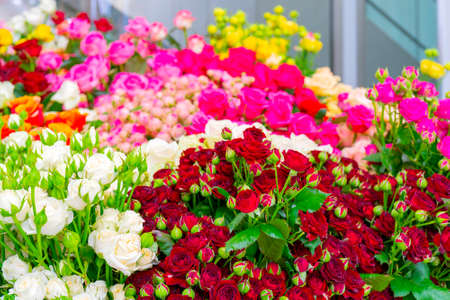 Beautiful red roses. Floral festive natural background.の写真素材