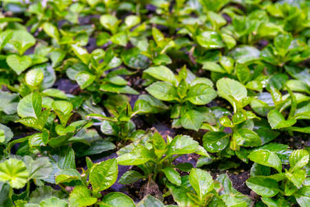 Green sprouts of agricultural plants. Growing edible plants.の写真素材