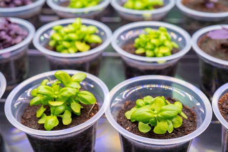 Green sprouts of agricultural plants. Growing edible plants.の写真素材