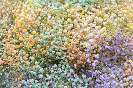 Beautiful small multi-colored flowers. Natural flower background.の写真素材