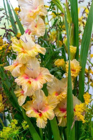 Beautiful decorative plants and flowers. Natural background.の写真素材