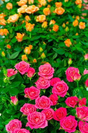 Beautiful red roses. Floral festive natural background.の写真素材