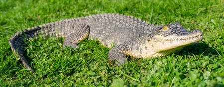 The Nile crocodile (Crocodylus niloticus) is a large, dangerous carnivorous reptile.の写真素材