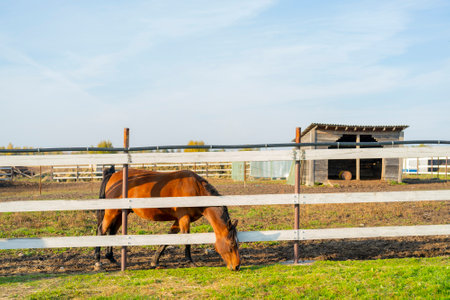 Pet horse in the paddock at the farm. Pets on a summer day.の写真素材