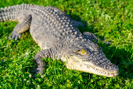 The Nile crocodile (Crocodylus niloticus) is a large, dangerous carnivorous reptile.の写真素材