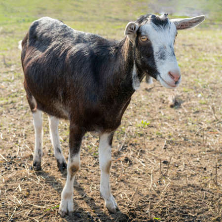 Pet goat on the farm yard. Country pets.の写真素材