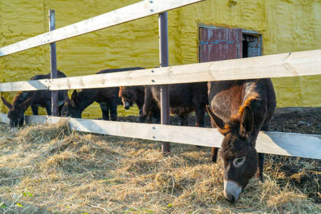 Domesticated black donkeys in the paddock on the farm. Pets on a summer day.の写真素材