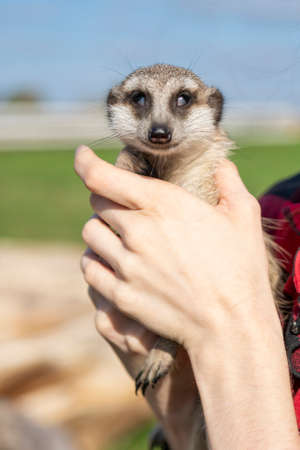 The meerkat (Suricata suricatta) is a small mongoose found in southern Africa.の写真素材