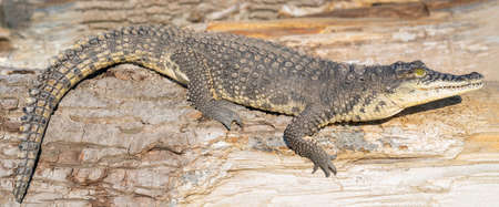 The Nile crocodile (Crocodylus niloticus) is a large, dangerous carnivorous reptile.の写真素材