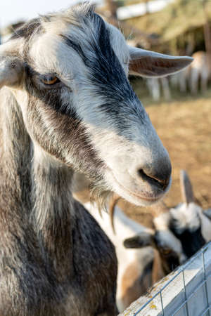 Pet goat on the farm yard. Country pets.の写真素材