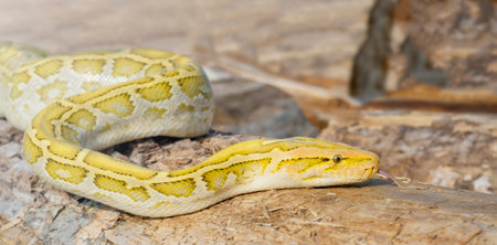 The albino Python molurus snake is a large non-venomous python. It is often a pet.の写真素材