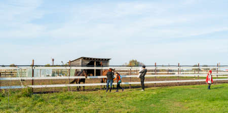Pet horse in the paddock at the farm. Pets on a summer day.
