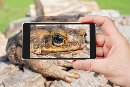 The cane toad, - the giant neotropical toad or marine toad, is a large, terrestrial true toad native...