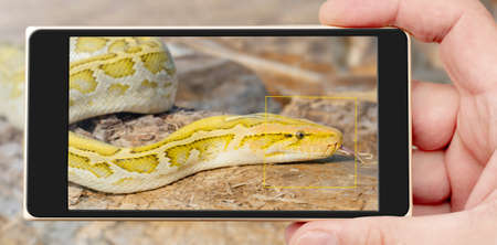 The albino Python molurus snake is a large non-venomous python. It is often a pet.の写真素材