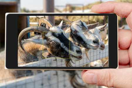 Pet goat on the farm yard. Country pets.の写真素材