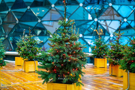 Christmas fir tree and electric garland of light bulbsの写真素材