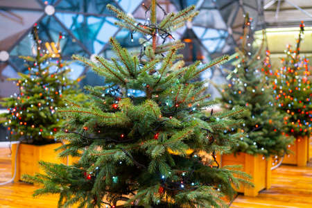 Christmas fir tree and electric garland of light bulbsの写真素材