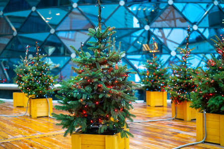 Christmas fir tree and electric garland of light bulbsの写真素材