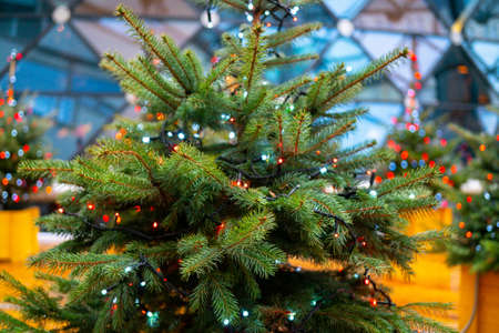 Christmas fir tree and electric garland of light bulbsの写真素材