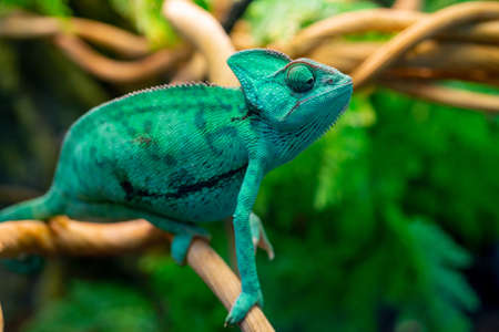 Green chameleon in the terrarium. Chameleon look.の写真素材