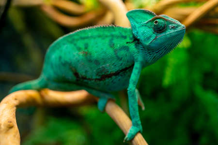 Green chameleon in the terrarium. Chameleon look.の写真素材