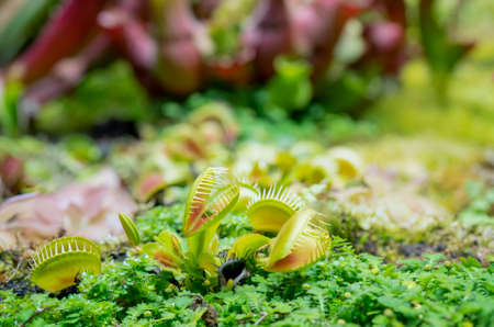 carnivorous predatory plant Venus flytrap - Dionaea muscipula.の写真素材