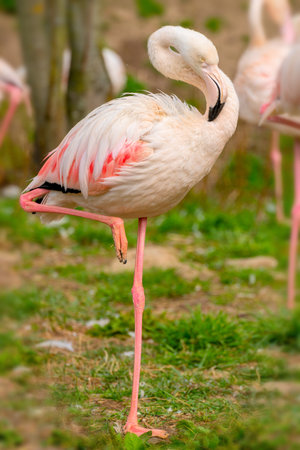 Exotic beautiful flamingo bird. World of wild birds.の写真素材