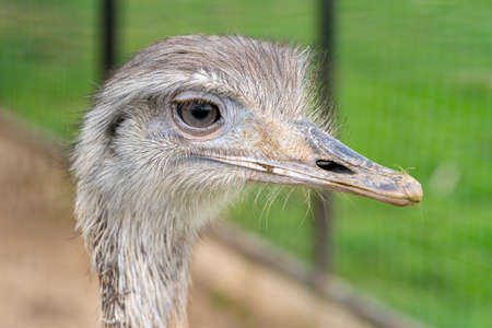 Funny head of a young gray ostrich. World of wild birds.