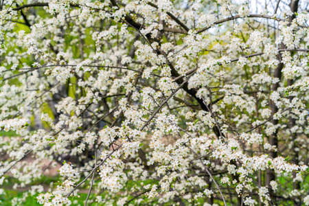 Spring cherry blossoms in natural conditions. Natural floral white background.の写真素材