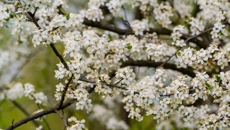 Spring cherry blossoms in natural conditions. Natural floral white background.