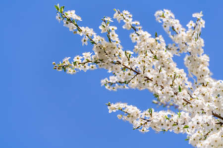 Spring cherry blossoms in natural conditions. Natural floral white background.の写真素材