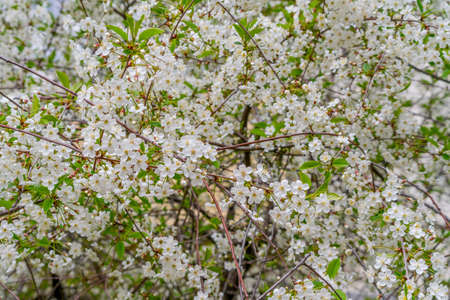 Spring cherry blossoms in natural conditions. Natural floral white background.の写真素材
