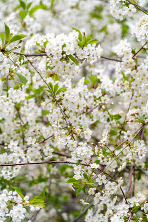 Spring cherry blossoms in natural conditions. Natural floral white background.の写真素材